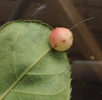 何の卵でしょう バラの葉裏にありました Yahoo 知恵袋