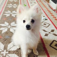 ポメラニアンについて質問です 生後4ヶ月になるポメラニアンです どう Yahoo 知恵袋