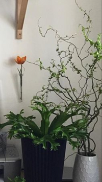 右のくねくねした植物の名前を教えてください ヤナギ科のウンリュウヤナギで Yahoo 知恵袋