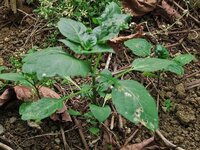 これは雑草でしょうか ナス科の イヌホオズキ だと思います Http Yahoo 知恵袋