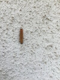 家の外壁に毛虫が大量に発生してます 名前を教えてください 対策もお願いします 写 教えて 住まいの先生 Yahoo 不動産