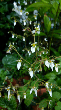 アラビアンジャスミン マツリカ を育てている方 白い小さな花が咲きます Yahoo 知恵袋