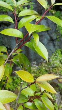 お世話になります。
鳥が運んできたのでしょうか、いつの間にか庭に生えてきた木があります。
調べましたが、わかりません。
新芽の方の枝が赤く、葉自体もやや赤みがかかっています。 クロガネモチに似ているような気がしますが、花は咲かせませんでした。
よろしくお願いします。