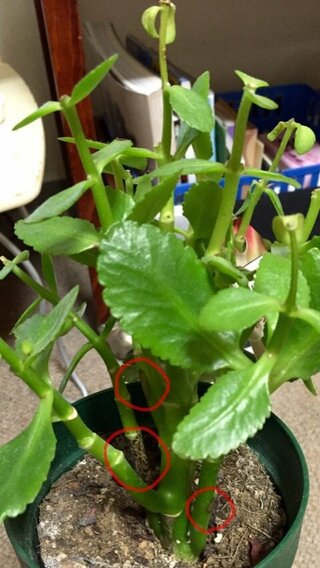 クイーンローズ カランコエ の茎が黒く変色し始めました 写真の赤丸3 Yahoo 知恵袋