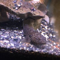 このお魚はなんでしょうか ヌマチチブであってますか ヌマチチブの寿命 Yahoo 知恵袋