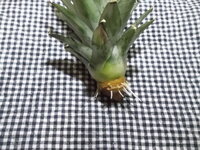 うちの猫はパイナップル 熟す途中の生の葉っぱ付き を前にすると やたら匂いを Yahoo 知恵袋