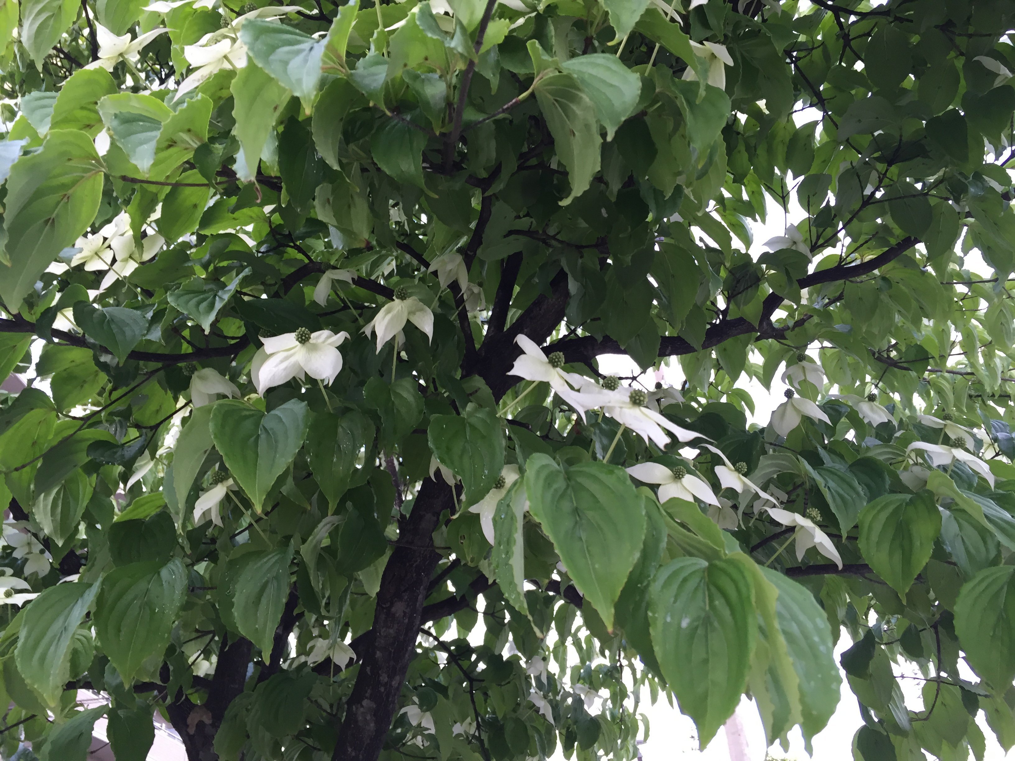 街路 樹 白い 花