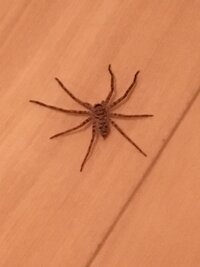 家にこの蜘蛛が出ました 種類を教えてください 大きさは 3 4cm位です あ 教えて 住まいの先生 Yahoo 不動産