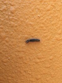 これってなんて毛虫でしょうか 家の壁に沢山ついてます 退治の方法は ド Yahoo 知恵袋