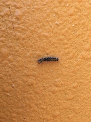 これってなんて毛虫でしょうか 家の壁に沢山ついてます 退治の方法は ド Yahoo 知恵袋