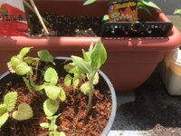 バッタにハーブを食べられます 泣 庭にバジルとレモンバームを植えているのです Yahoo 知恵袋