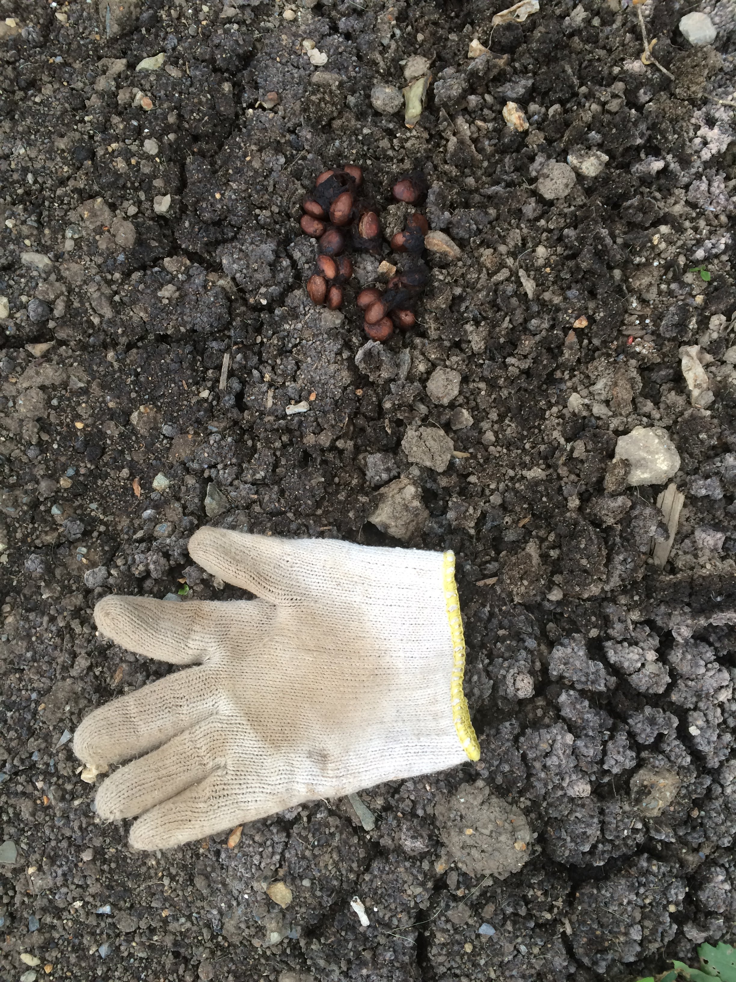 これはどんな動物の糞ですか？お教えください。 - ハクビシンのフンで 