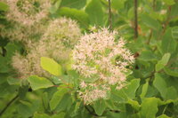 この植物 ネムノキに似た花 の名前 種類 を教えてください ６ ５ 広島県北東 Yahoo 知恵袋