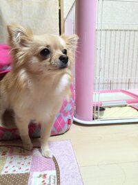 チワワとポメラニアンのミックスってどんな犬 性格や飼い方 値段を解説 Mofmo