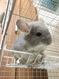 チンチラ 小動物 生後3ヶ月の赤ちゃんを頂き育てる事になりました 生 Yahoo 知恵袋