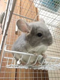 チンチラ 小動物 生後3ヶ月の赤ちゃんを頂き育てる事になりました 生 Yahoo 知恵袋