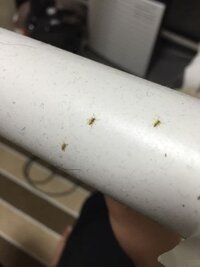 この小さい0 5センチ程度の虫が大量発生してました 色は黄緑です 蛍光灯の裏に死 教えて 住まいの先生 Yahoo 不動産