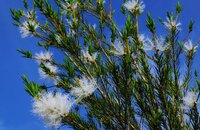 ペットボトルを使用する挿し木では 穴は開けなくて良いのですか Yahoo 知恵袋