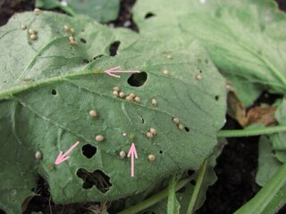 家庭菜園での害虫についてラディッシュを収穫しようとしたら 葉っぱの裏に何か Yahoo 知恵袋