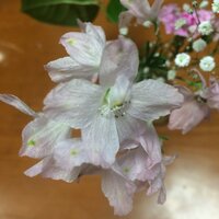 この花の名前を教えてください 半透明なピンクの花びらで裏側に緑の点が Yahoo 知恵袋