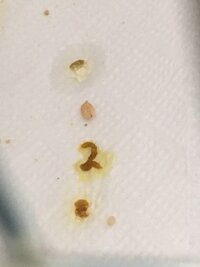 文鳥のオレンジ色の糞 生後二ヶ月ほどの文鳥を飼っています その子が生後一ヶ Yahoo 知恵袋