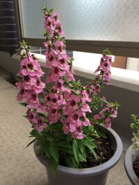 この花の名前を教えてください アンゲロニアのセレナシリーズだと Yahoo 知恵袋