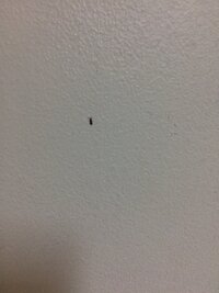 キッチン下の収納からこの小さい虫が大量に発生しました この虫はなんですか 鍋の Yahoo 知恵袋