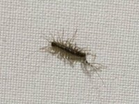 画像あり 体長4 5mmほどのこの虫は何の赤ちゃんですか 最近夜に Yahoo 知恵袋