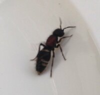 この蟻はじめて見ます 新種かな 長野県です 胴が赤く 腹に白い半線が 左右対 Yahoo 知恵袋