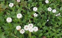 グランドカバーの様に植えられているこの小さな白い花の植物は何ですか ヒメ Yahoo 知恵袋
