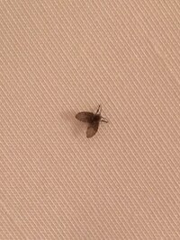 チョウバエ の撃退方法 まずこの虫はチョウバエで合っていますか チョウバエ Yahoo 知恵袋