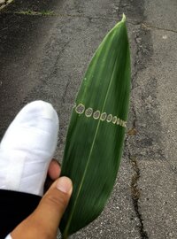 家の近くにあった笹の葉です 面白い穴の開き方だったのですが どなたか理由が分か Yahoo 知恵袋