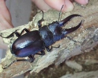 このクワガタムシの呼び方を教えてください 私の幼少期はクビキリと呼んでいました Yahoo 知恵袋