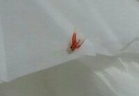 この虫はなんですか 体長3mm程全身半透明赤い体内黒く小さい目羽が生えてま Yahoo 知恵袋