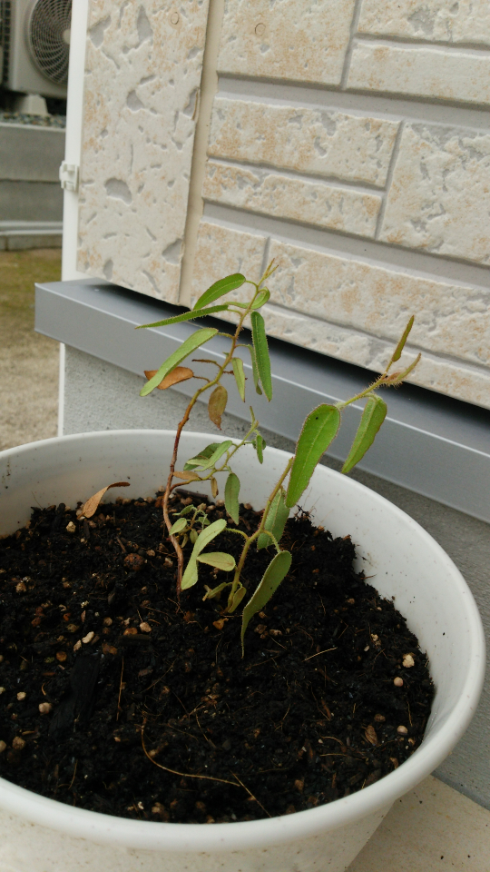 レモンユーカリの苗についてです ガーデニング初心者です 一週間ほど前にレモ Yahoo 知恵袋