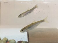 多摩川の浅瀬で群れを成して泳いでいる魚を息子が採ってきました この魚 Yahoo 知恵袋