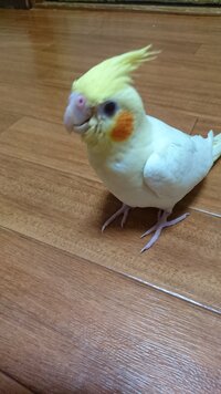 オカメインコ メス の鳴き声について質問です もうすぐ６ヶ月になるルチ Yahoo 知恵袋