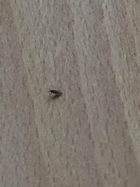 1ミリ以下の黒い小さな羽虫 これ何ですか 網戸の網目より小さいので部屋に Yahoo 知恵袋