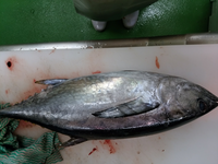 これは何マグロですか 魚屋ですが仲卸からギジヨコワと言われましたが通称が知りた Yahoo 知恵袋