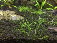 どうもショートヘアーグラスが調子悪いです 赤の波長の証明の追加も考えてい Yahoo 知恵袋