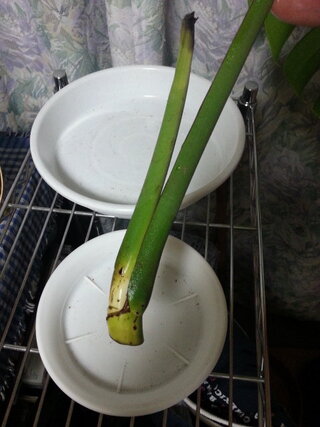水差し モンステラ