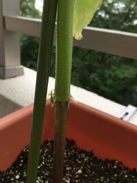 向日葵の子葉が生えてた部分から 白い突起のようなものが出てきました Yahoo 知恵袋