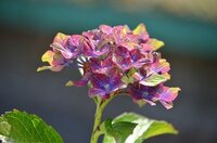 種で増えない植物の品種改良ってどうやるんでしょうか バラやアジサ Yahoo 知恵袋