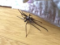 愛知県の山間地域に住んでいます 家に約12 3cmの蜘蛛が出ました 虫が苦手で自 教えて 住まいの先生 Yahoo 不動産