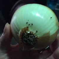 玉ねぎにたかる虫 実家から大量の玉ねぎが送られてきました 我 Yahoo 知恵袋