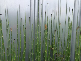 つくしのような頭に 竹のような体 これは何の植物でしょうか そ Yahoo 知恵袋