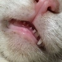 猫の歯について この間寝てる愛猫の口が開いてて 歯が見えたのですが この前歯っ Yahoo 知恵袋
