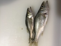 この魚教えてください 食べれるのでしょうか その通りでブラックバス 違っ Yahoo 知恵袋