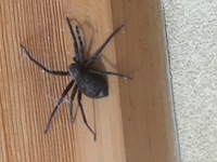 今朝部屋に大きな黒い蜘蛛がいました下の画像の蜘蛛なんですが調べてみたらアシダカグモらしいんですがこれって本当にアシダカグモですか？ 