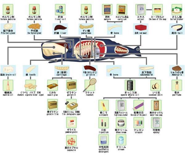 クジラの死骸を浜辺で見つけた場合 素人でも解体して歯や骨を取ることは Yahoo 知恵袋